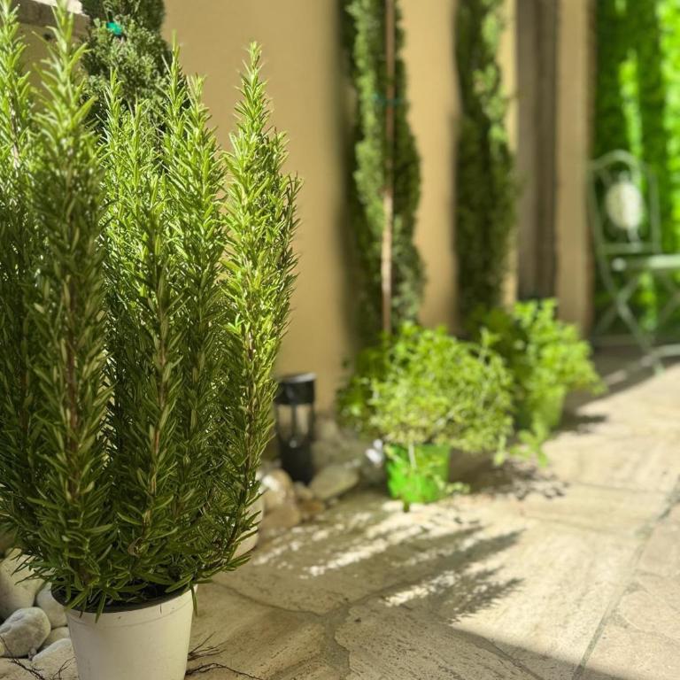Casa salvia, angolo verde nel cuore di Roma - Apartment mit 1 Schlafzimmer - 4