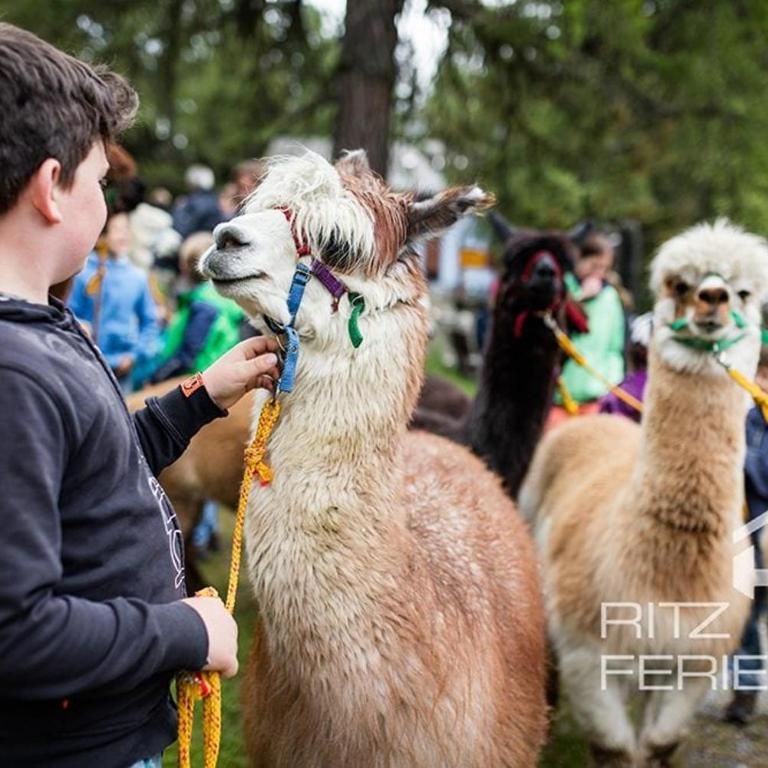 MFH Wilera DG West - Apartment - 72