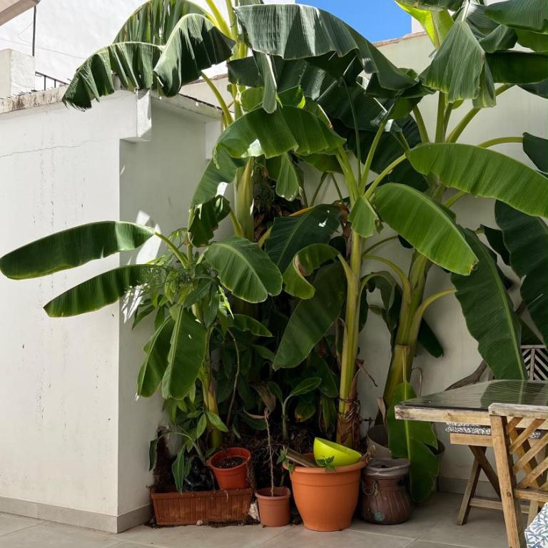Céntrico duplex con piscina - Apartment mit 3 Schlafzimmern - 4