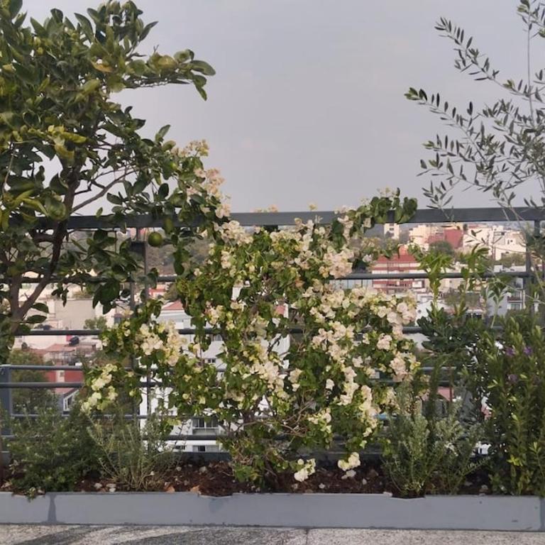 Condesa Residence - Roma Luxury Suite 204 - Appartement - 50