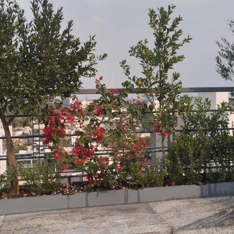Condesa Residence - Roma Luxury Suite 201 - Appartement - 49