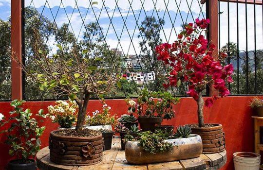 Quinta Las Buganvillas Depar Independiente - Apartamento de 3 dormitorios - 11