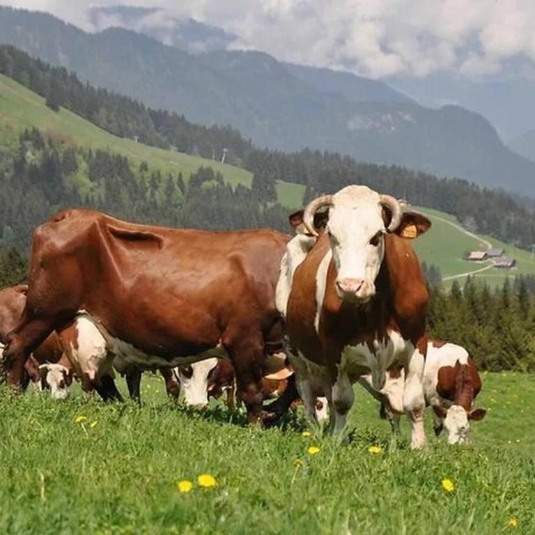 Edelweiss - Appartamento - 16