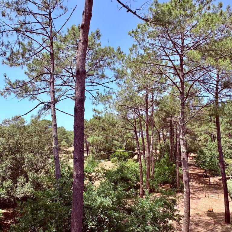 Le petit canaulais - Apartamento de 2 dormitorios - 1