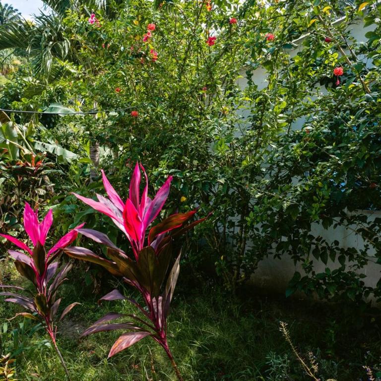 Finca Natural Mystic - One-Bedroom Apartment - 13
