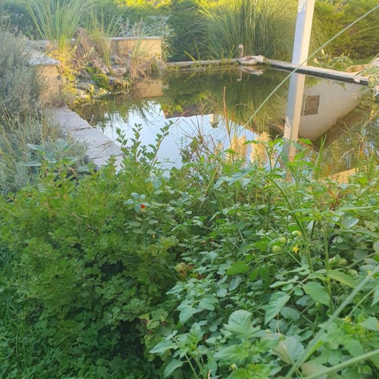 Le calme en soie - Chambre Double - Vue sur Jardin - 8