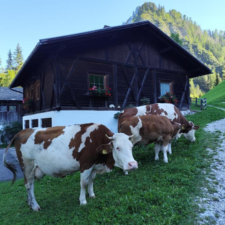 Ciasa Lovara - Chalet con 2 Camere da Letto - 29