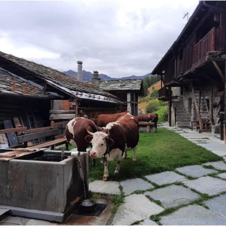 The chalet in the village between Champoluc and Antagnod - Casa con 3 Camere da Letto - 50