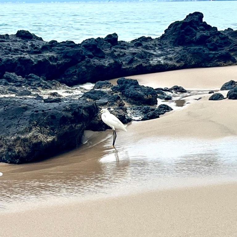 BrisaAzul Oceanfront Amazing Sunsets 2BR - Apartment mit 2 Schlafzimmern - 31