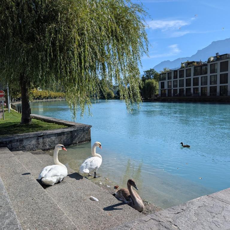 Centralstrasse Apartment, Heart of Interlaken - Two-Bedroom Apartment with Balcony - 50