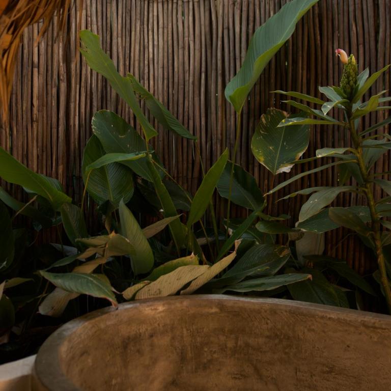 Bali Inspired Tropical Home - Apartamento de 1 dormitorio - 13