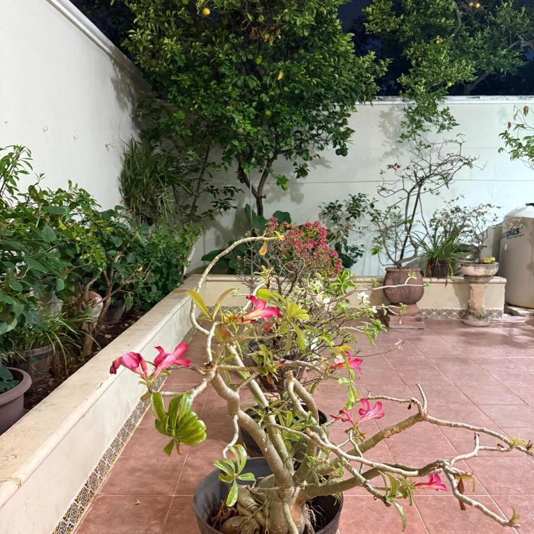 House Apartment Cerca del Centro Patio Pet Friendly - One-Bedroom Apartment - 66
