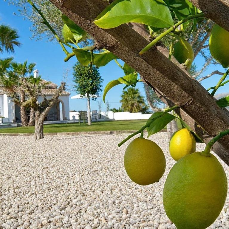 Villa Orlando by Aguilarent - Villa - 60