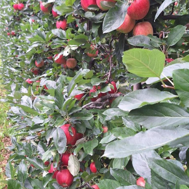 Mareinhof Vetzan-Apples,apartments&more - Appartamento con 2 Camere da Letto - 42