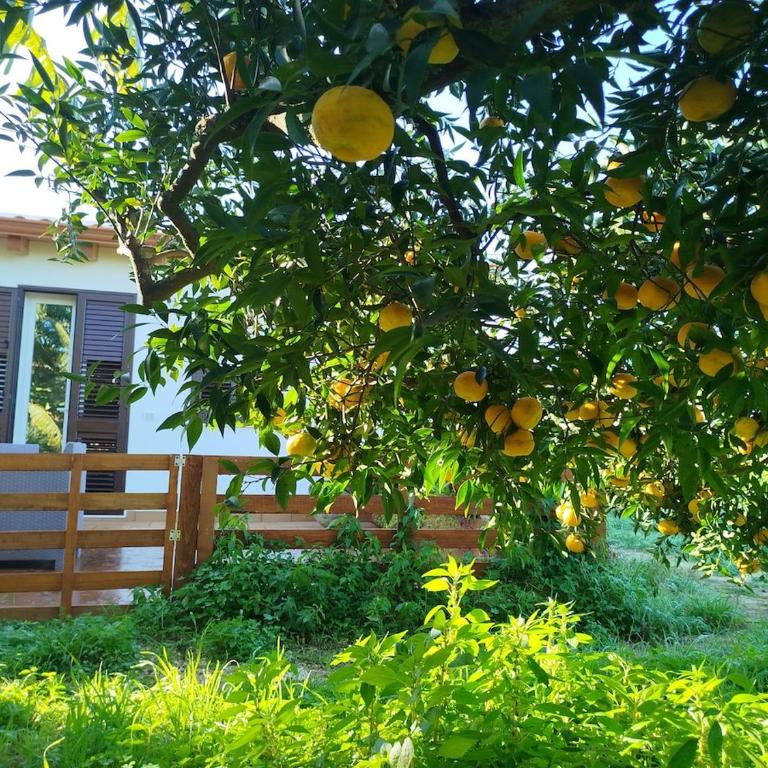 Urlaub auf dem Bauernhof - Casa Sa Bella - Appartamento con 1 Camera da Letto - 17