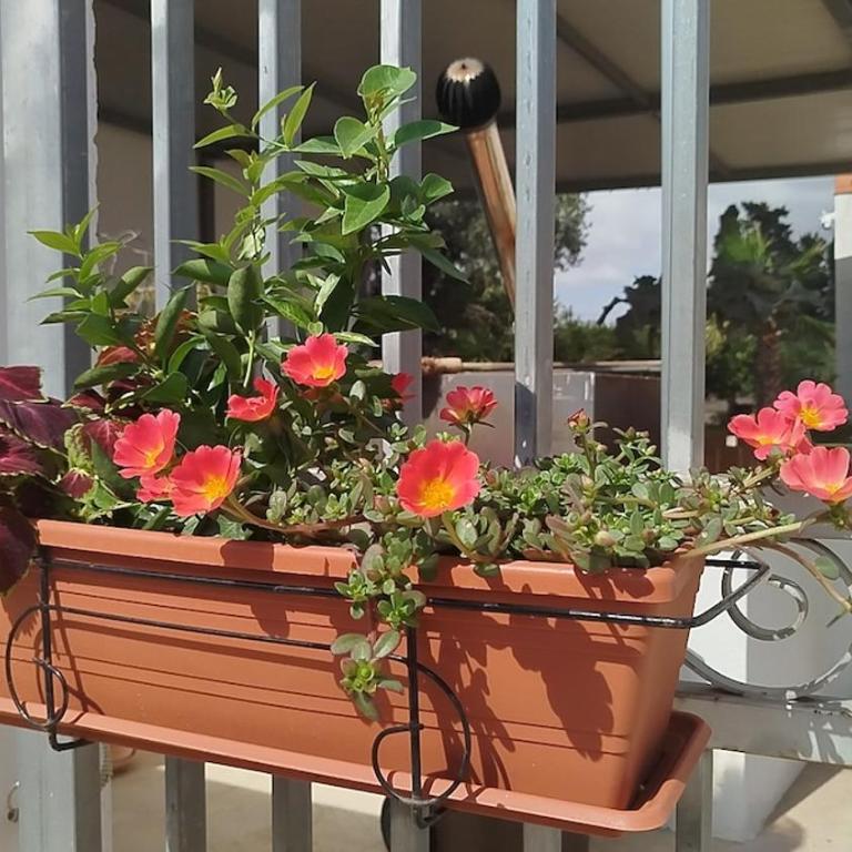 Urlaub auf dem Bauernhof - Casa Sa Bella - Appartamento con 1 Camera da Letto - 18
