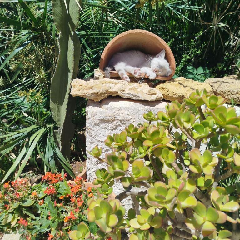 Urlaub auf dem Bauernhof - Casa Sa Bella - Appartamento con 1 Camera da Letto - 20