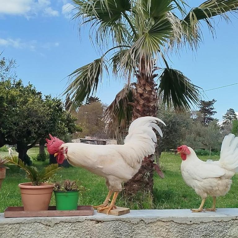 Urlaub auf dem Bauernhof - Casa Sa Bella - Appartamento con 1 Camera da Letto - 24