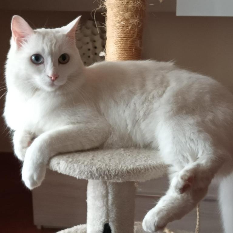The white cat - Casa con 1 Camera da Letto - 15