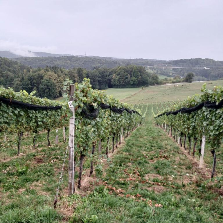 Urlaub am Weinhof Ramminger - Apartment mit 2 Schlafzimmern - 57