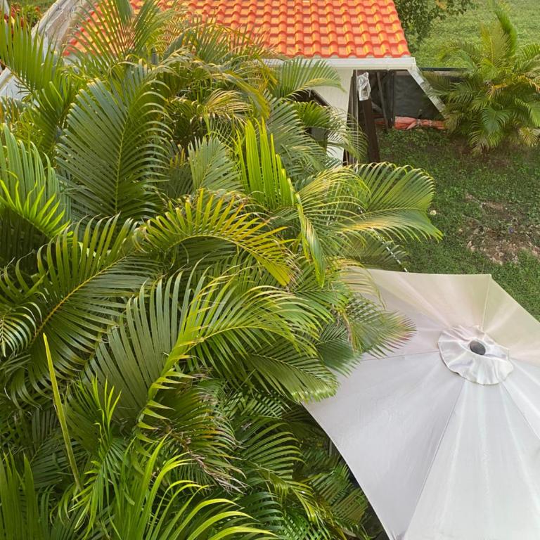 Casa Ingrid "Tambran and Coconut" - Casa - 3