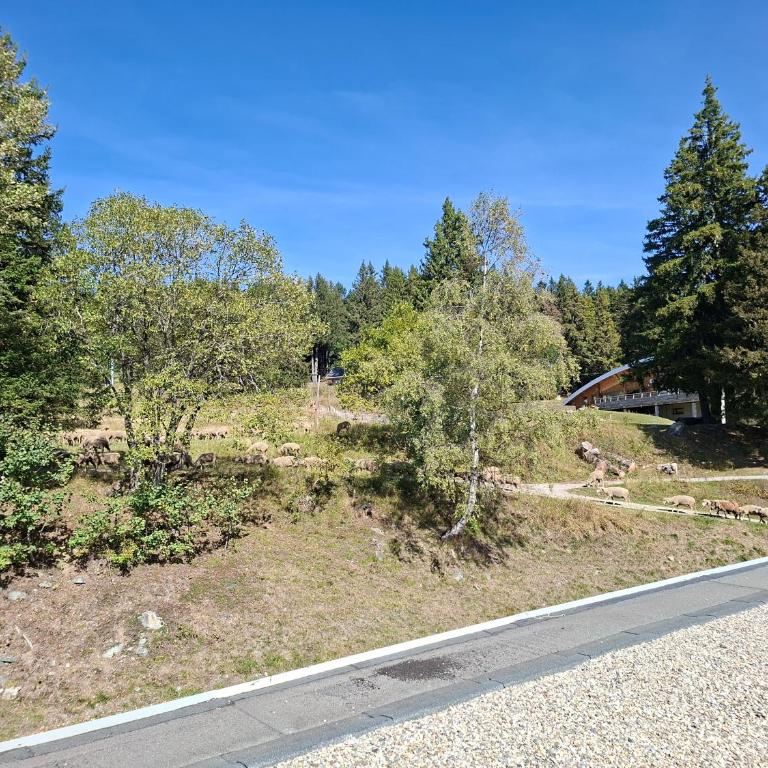 Droseras A23 avec accès piscine aux Domaines de l'Arselle à Chamrousse 1700 - Appartement 2 Chambres avec Terrasse - 13