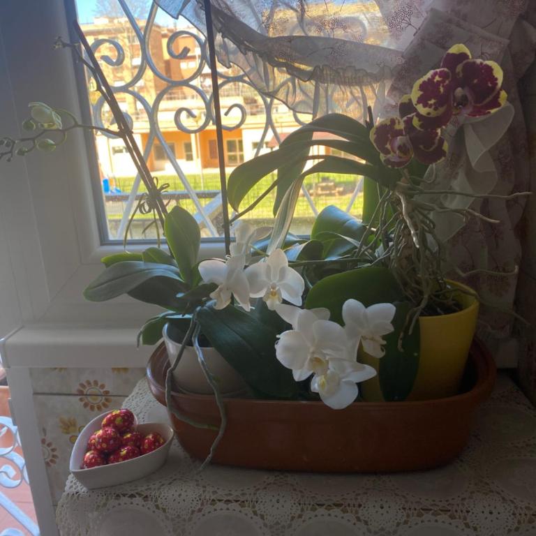casa Anna Maria - Appartamento con 3 Camere da Letto - 7