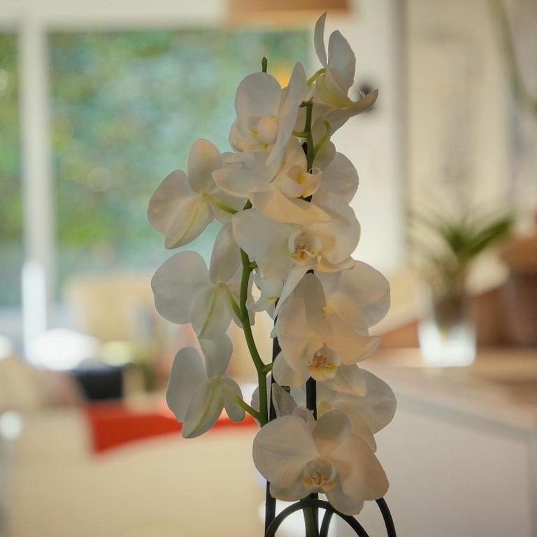 FRGK VERT COTEAU Luxury Private Villa 4 Bedrooms Pool Garden Parking Cannes - Villa avec Piscine Privée - 31
