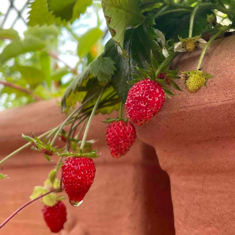 Panoramic Terrace Trastevere Apartment, Central with amazing view - Apartment mit 2 Schlafzimmern und Terrasse - 46