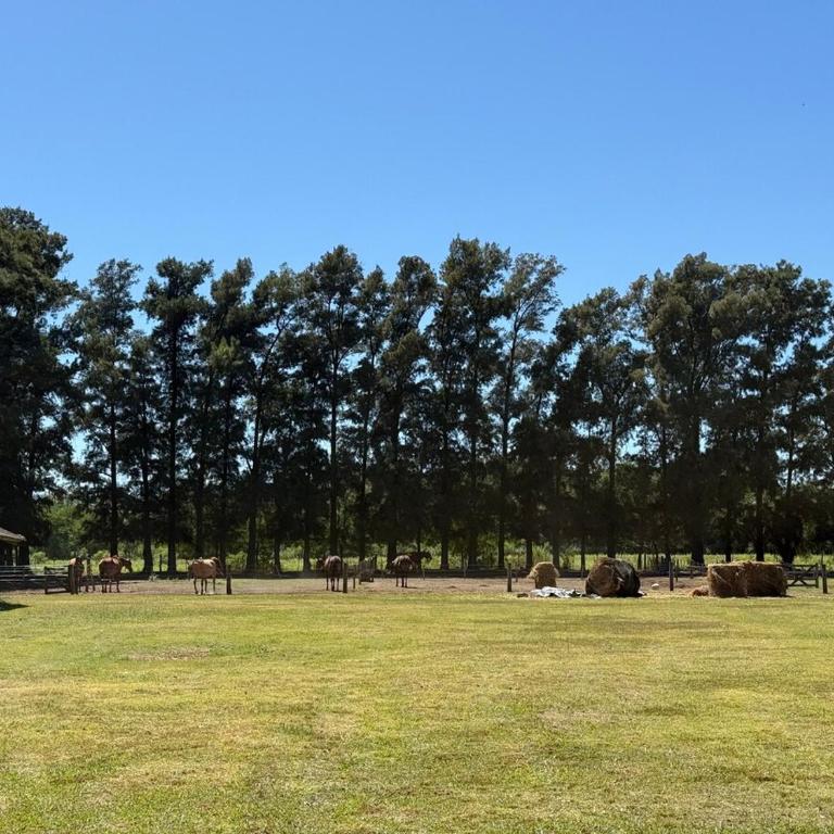 Escapada de campo- Pileta, diseño y naturaleza - Villa - 32