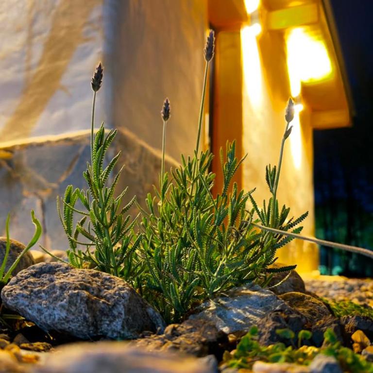 Golden Anisacate - One-Bedroom House - 12