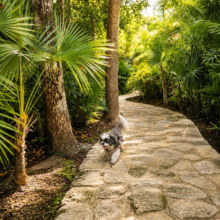 Tulum XS101 Cenote VIP Concierge & Luxury Amenities - Apartamento de 2 dormitorios con terraza - 46