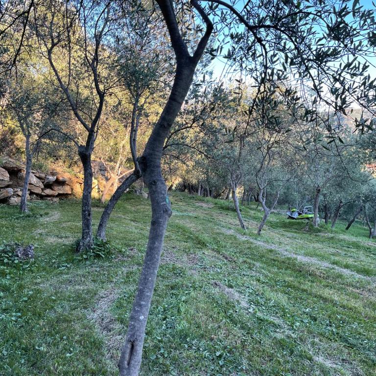 Tenuta Uliveto Tigullio - Villa - 46