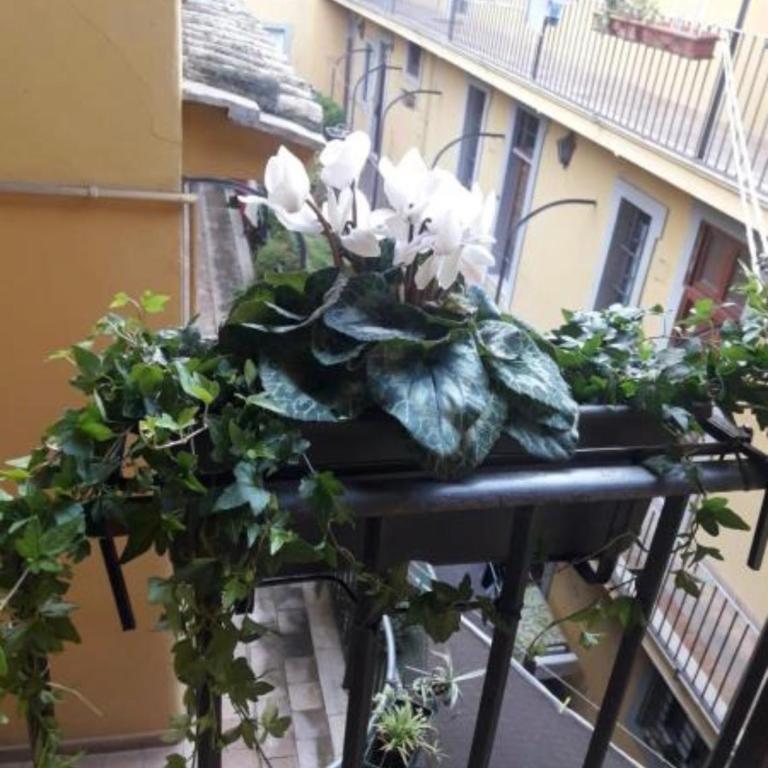 Sweet Campo de Fiori - Appartamento - 3