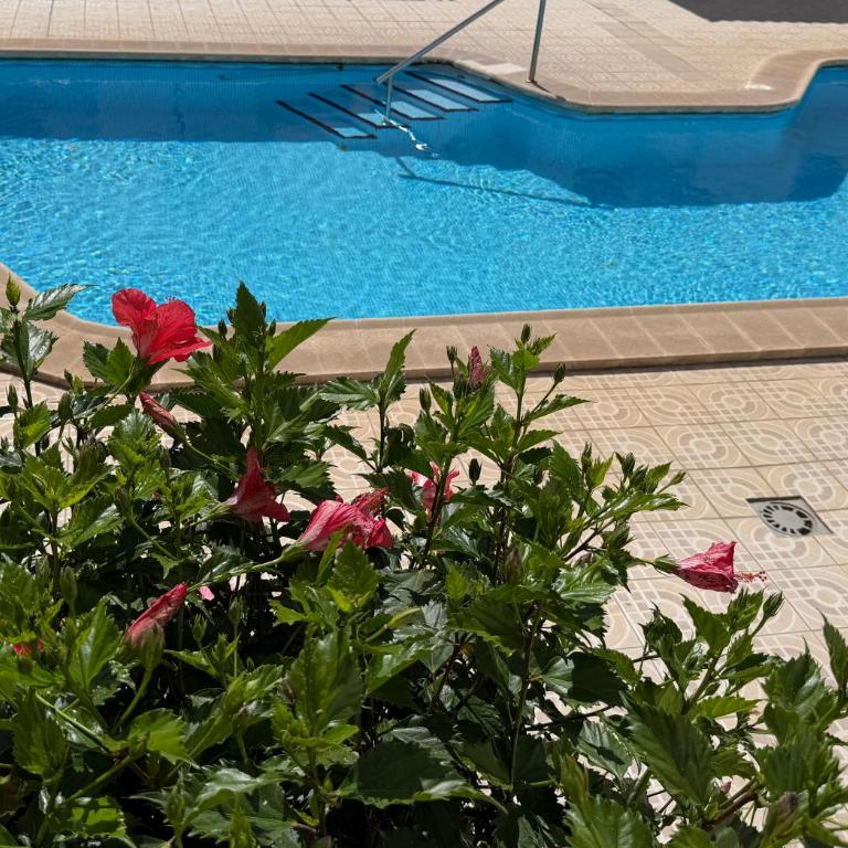 Sunny Terrace Apartment with Pools in Costa Adeje - Appartement avec Terrasse - 13
