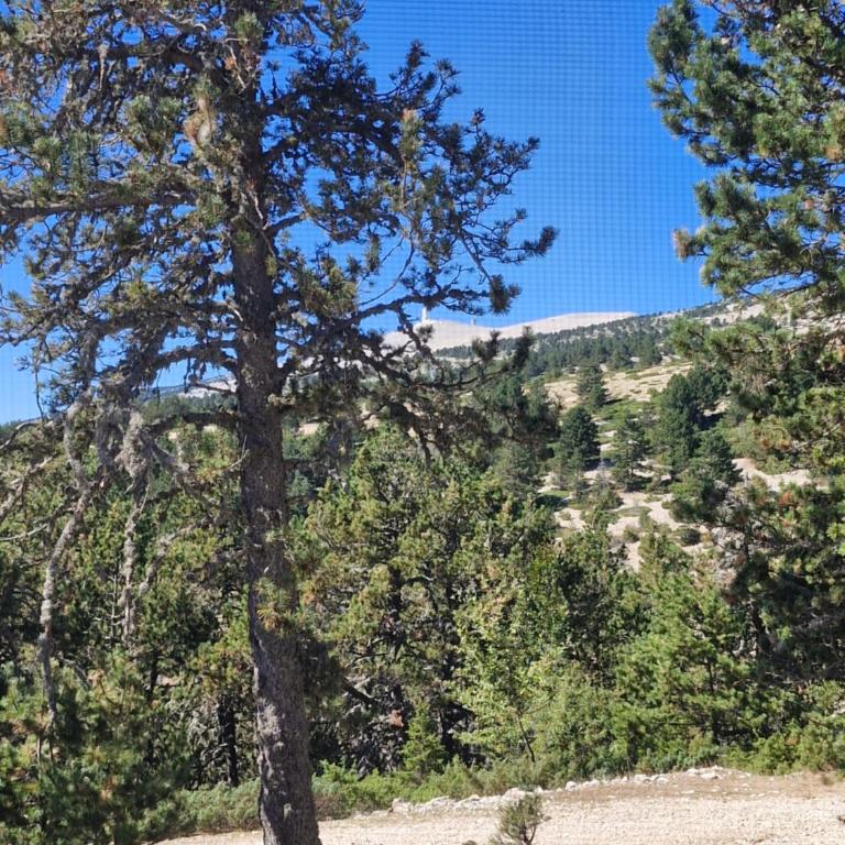 La Bergerie - Chalet contemporain au Mont Ventoux - Chalet - 20