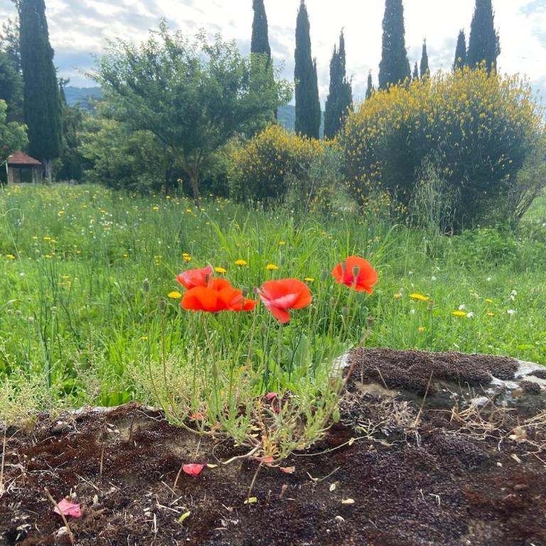 Ancient mill in Cortona - One-Bedroom Apartment - 36