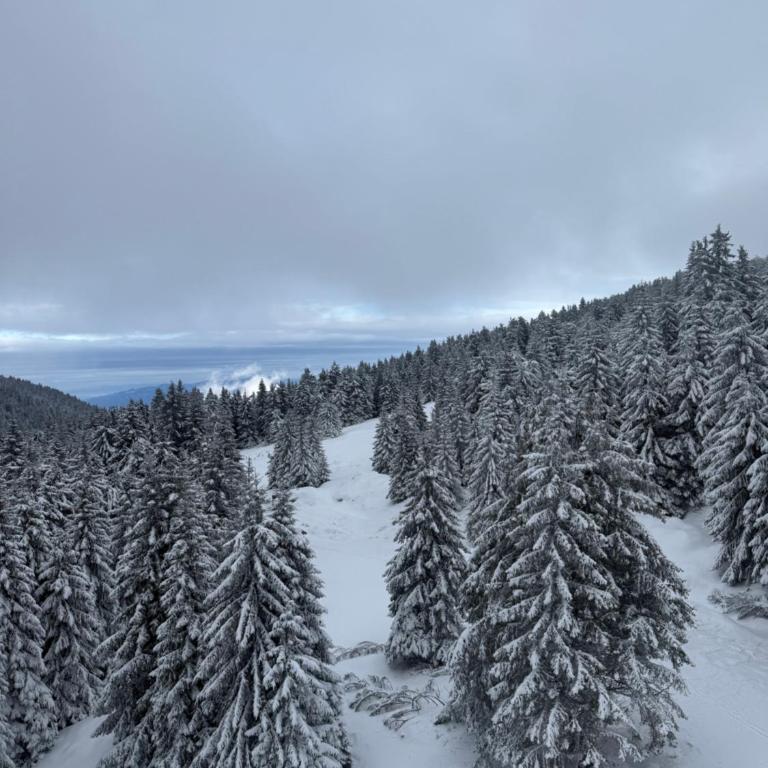 Velvet Kopaonik - One-Bedroom Apartment - 17