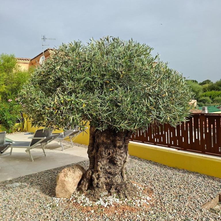 Villa Moon San Teodoro - Villa con 3 Camere da Letto - 4