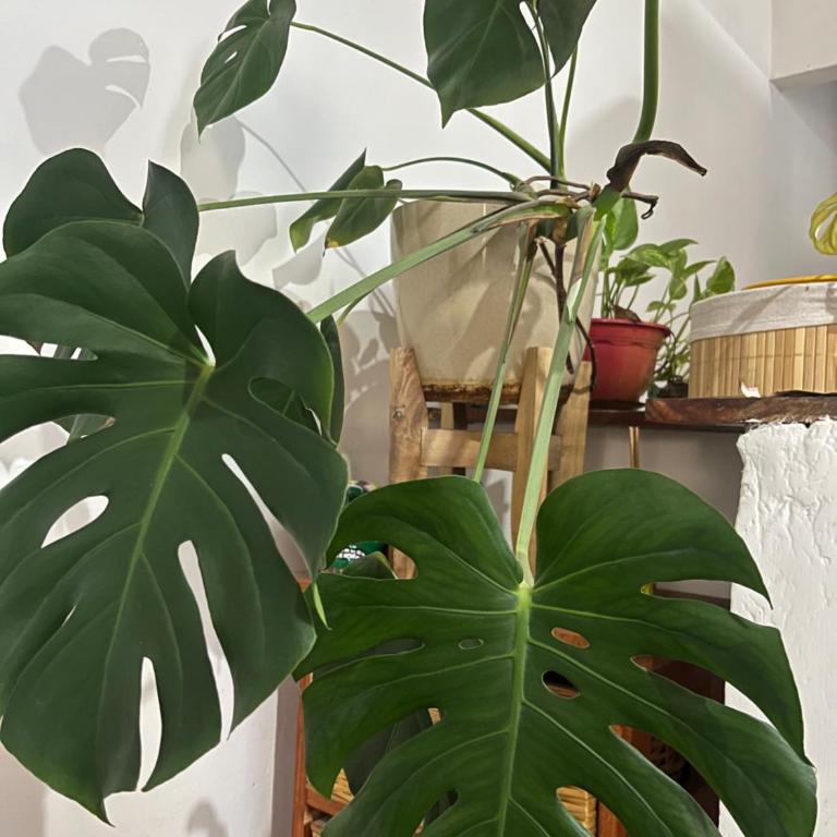 Depto papal - Apartamento de 1 dormitorio - 3