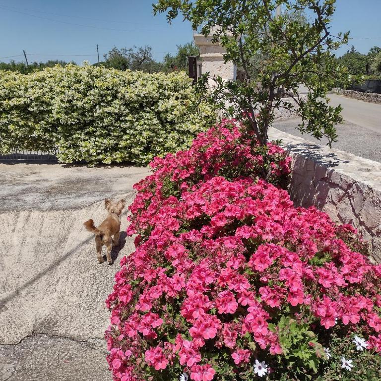 La casa di pietra location rosy - Camera Familiare Superior - 25