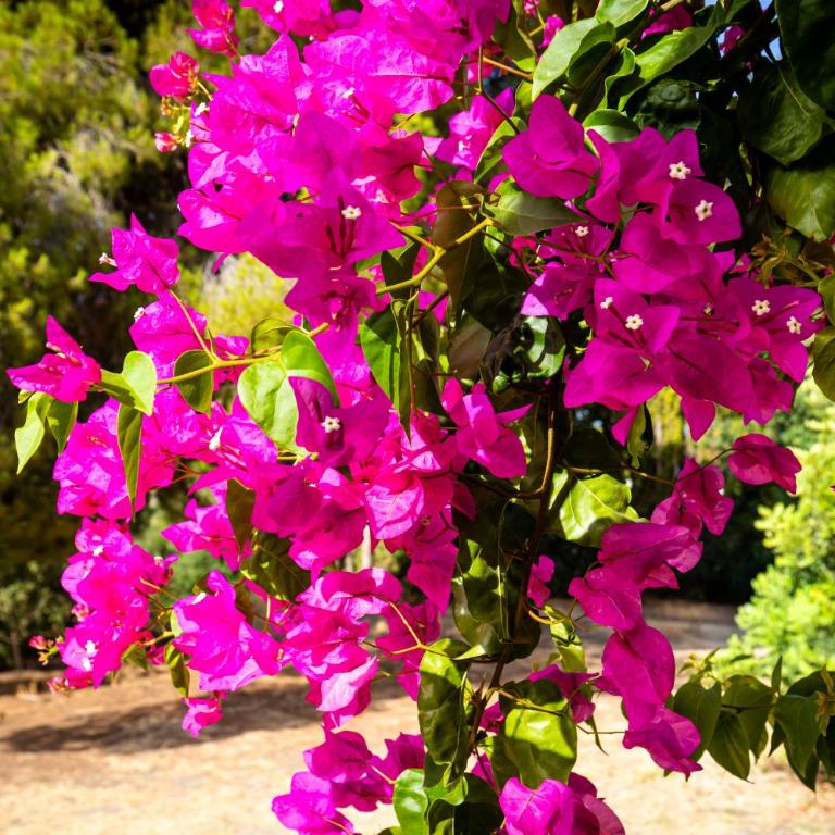 VILLA en ESTEPONA CASA CLETO Y ANGELITA - Ferienhaus - 1