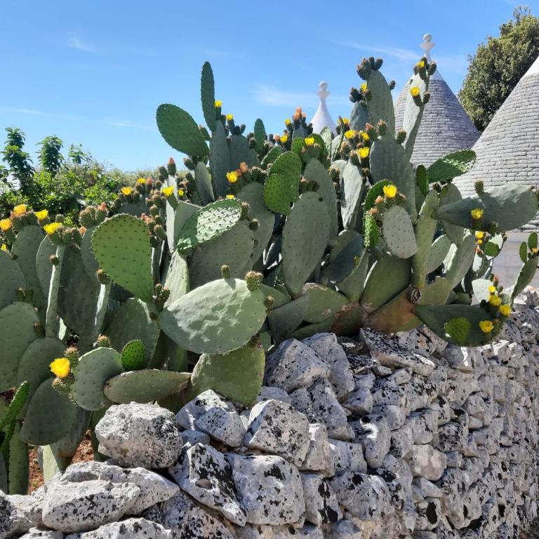 B&B Trullandia - Camera Familiare - 2