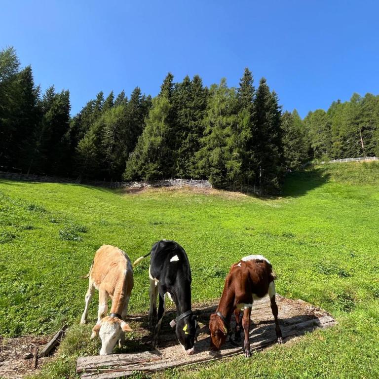 Biohof Unterstein - Apartamento de 1 dormitorio - 21