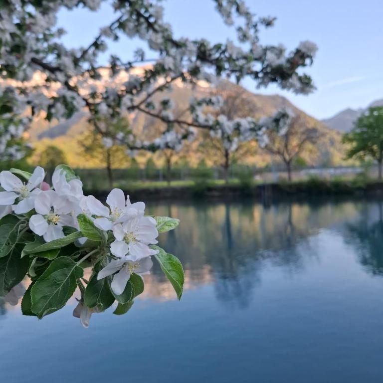 Aare and mountains near Interlaken - Maison 1 Chambre - 27