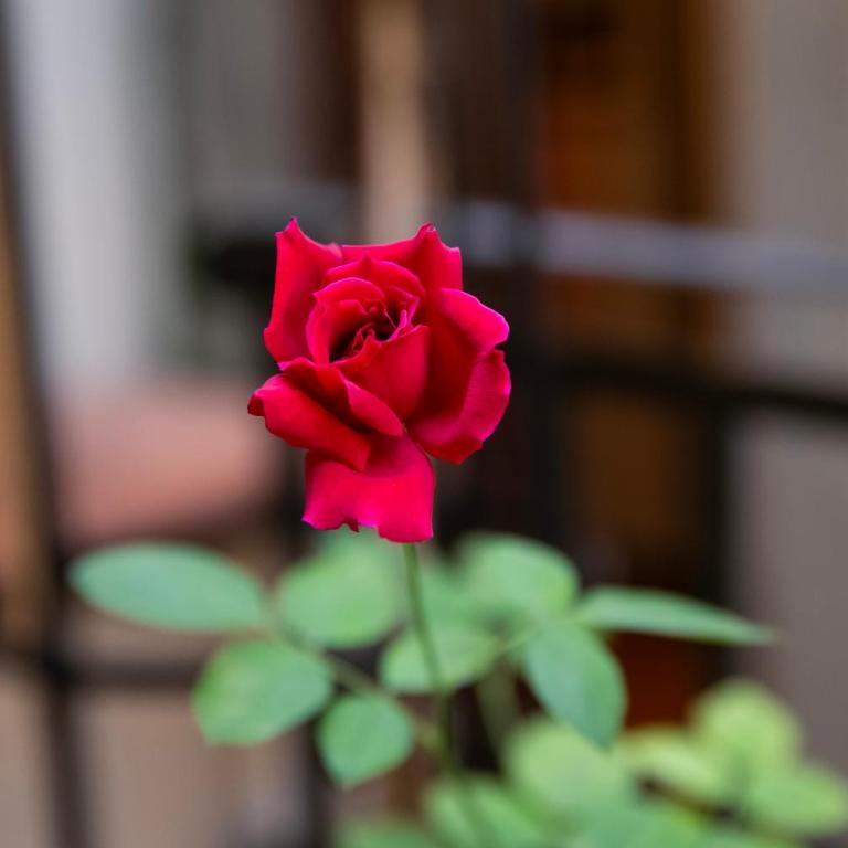 Il Nome della Rosa - Suites & Terrace - Suite Deluxe - 7
