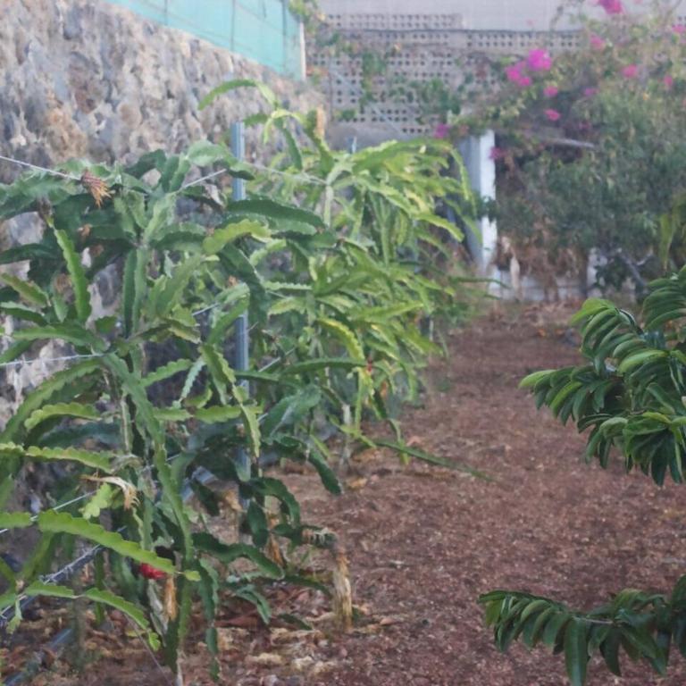 Casa canaria con piscina y bonitas vistas - Casa de 4 dormitorios - 40