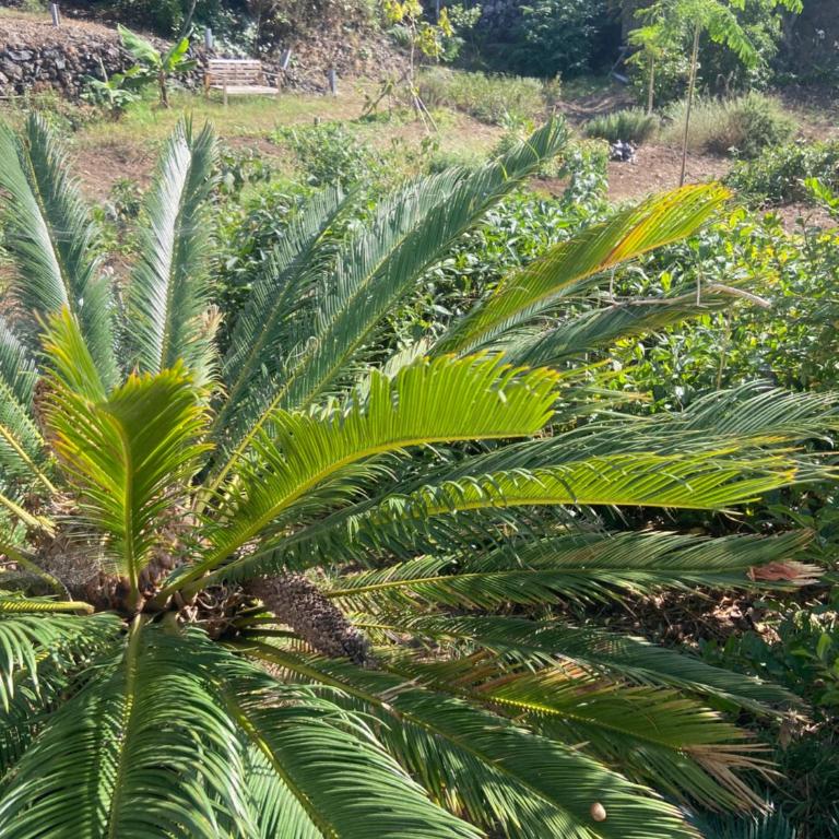 Eco Finca Vista Mar y Teide mit tropischem Garten - Appartamento con 2 Camere da Letto - 24