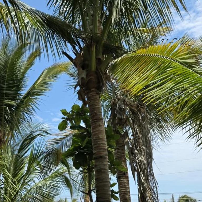 Los Cocos de Vichayito - Family Room with Garden View - 10