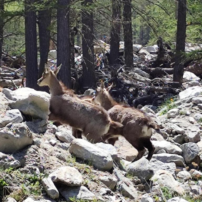 VILLA ADRY Aosta Sarre Your freedom - Villa - 48